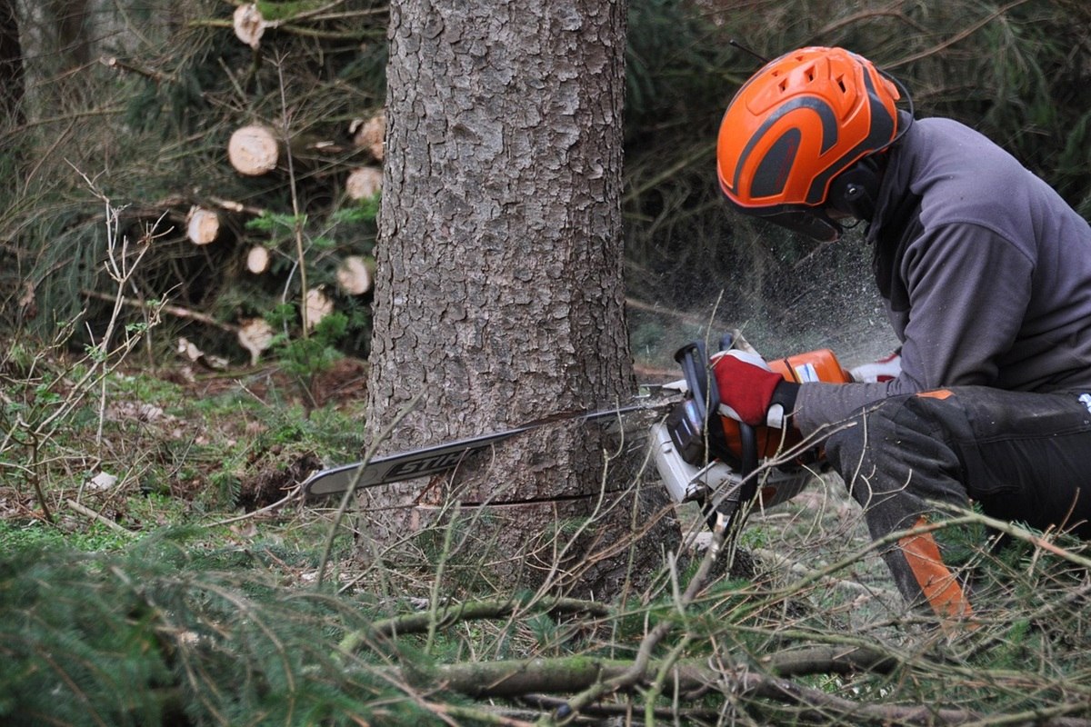 Tree Felling Companies in Randburg