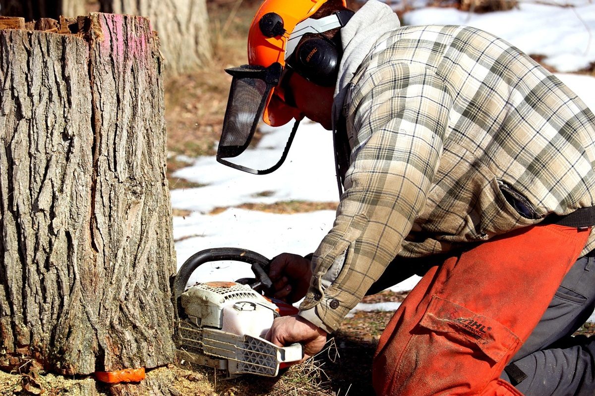 Tree Felling Bryanston Safe Removal for Suburban Properties