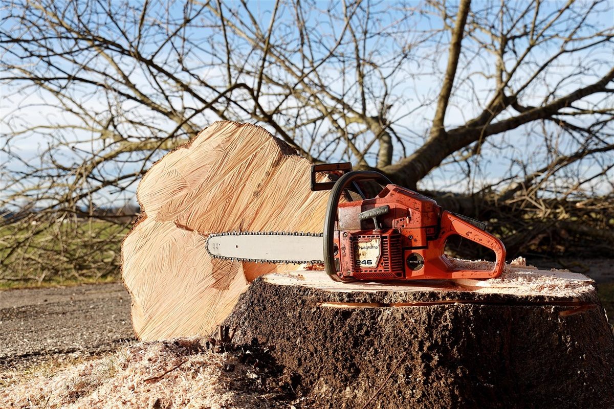 Tree felling companies in Pretoria North