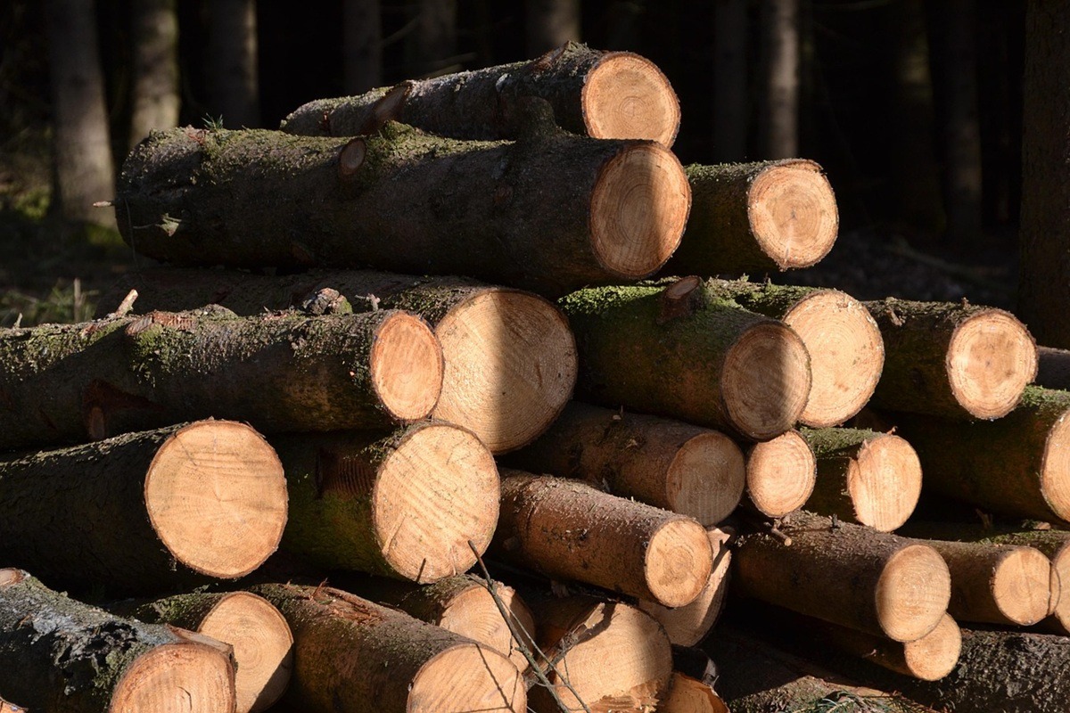 Tree felling companies in Vanderbijlpark